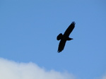 SX24820 Raven (Corvus corax).jpg